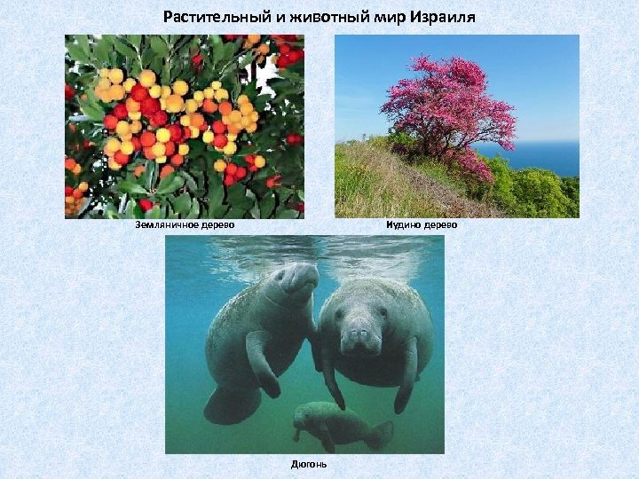 Растительный и животный мир Израиля Иудино дерево Земляничное дерево Дюгонь 