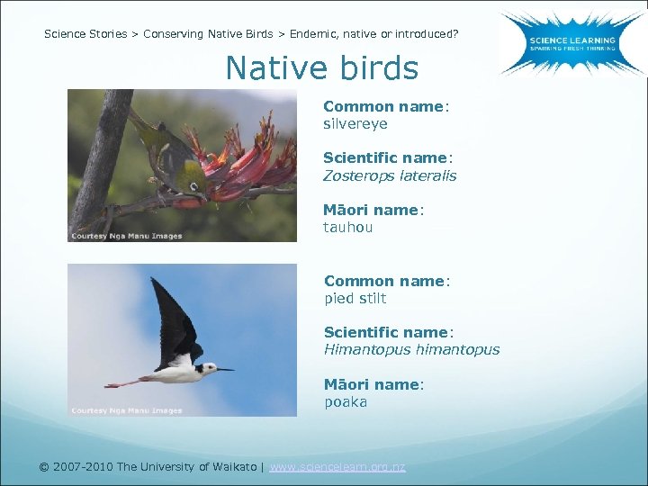 Science Stories > Conserving Native Birds > Endemic, native or introduced? Native birds Common