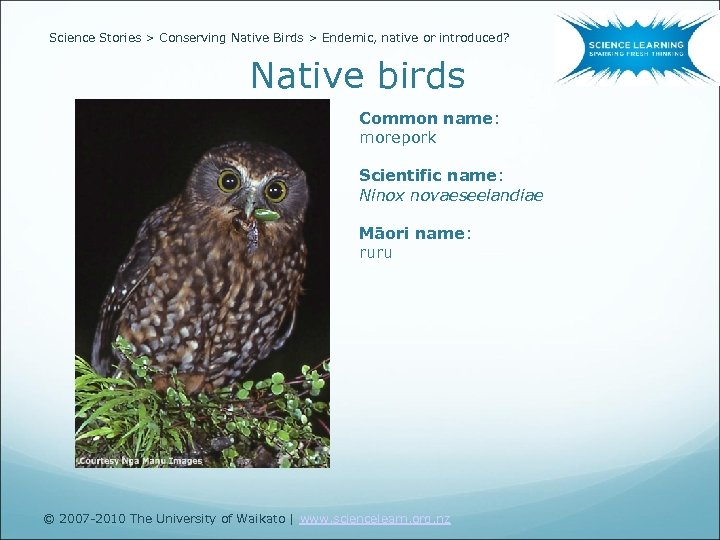 Science Stories > Conserving Native Birds > Endemic, native or introduced? Native birds Common