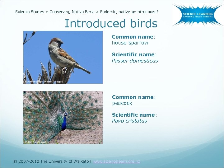 Science Stories > Conserving Native Birds > Endemic, native or introduced? Introduced birds Common