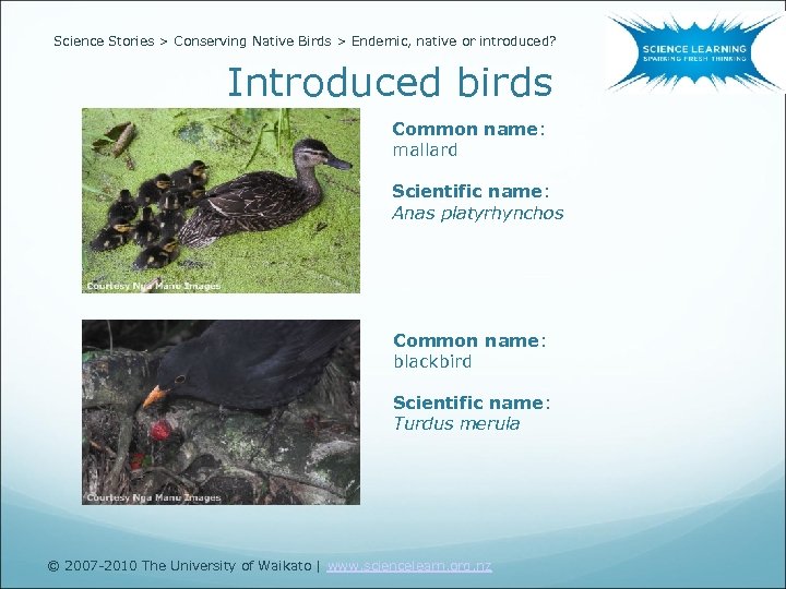 Science Stories > Conserving Native Birds > Endemic, native or introduced? Introduced birds Common