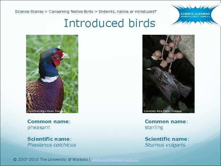 Science Stories > Conserving Native Birds > Endemic, native or introduced? Introduced birds Common