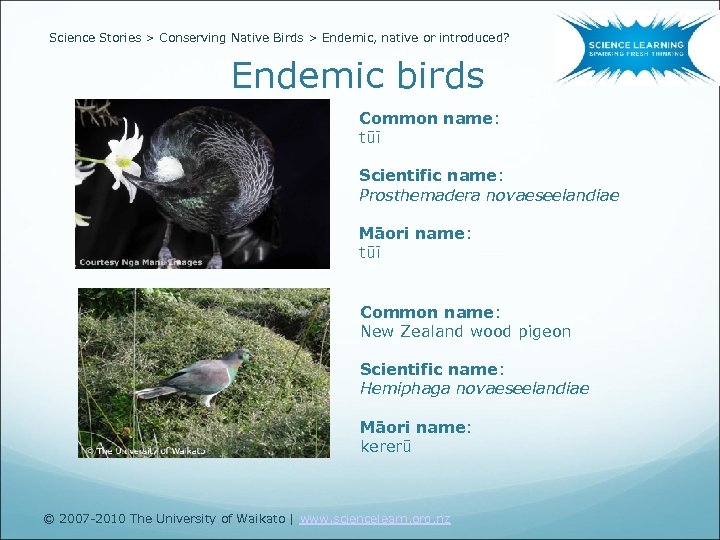 Science Stories > Conserving Native Birds > Endemic, native or introduced? Endemic birds Common