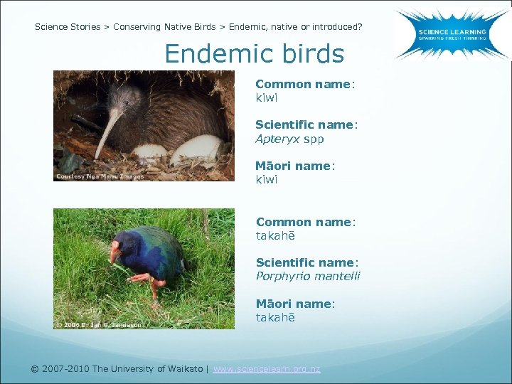 Science Stories > Conserving Native Birds > Endemic, native or introduced? Endemic birds Common