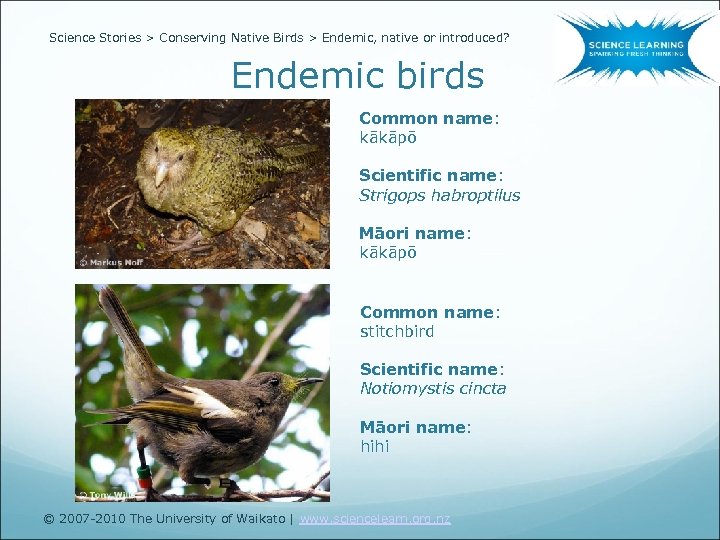 Science Stories > Conserving Native Birds > Endemic, native or introduced? Endemic birds Common