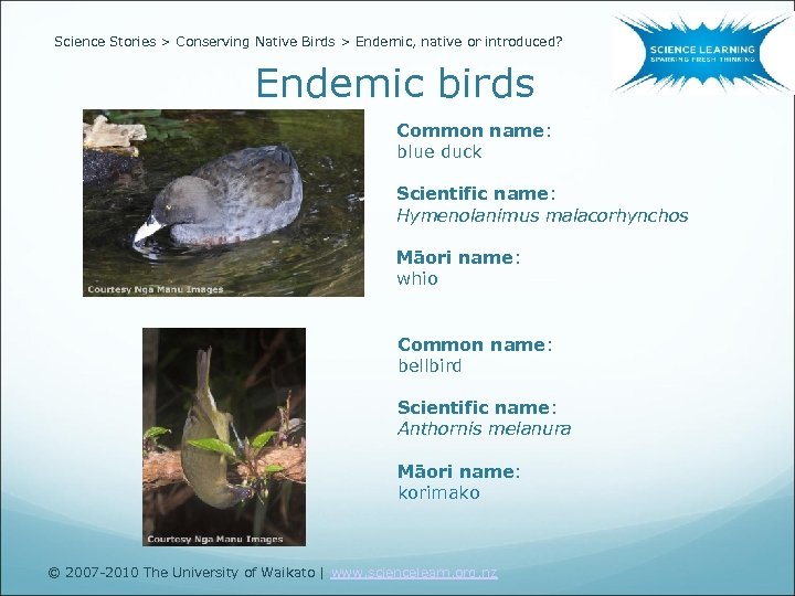 Science Stories > Conserving Native Birds > Endemic, native or introduced? Endemic birds Common