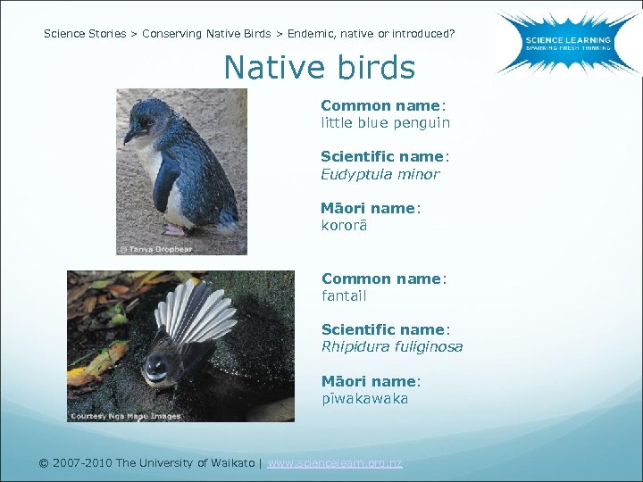 Science Stories > Conserving Native Birds > Endemic, native or introduced? Native birds Common