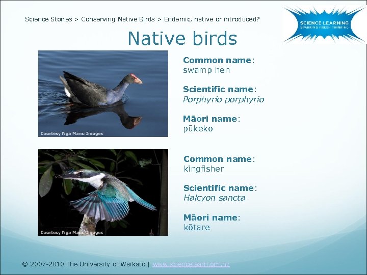 Science Stories > Conserving Native Birds > Endemic, native or introduced? Native birds Common