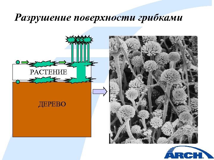 Разрушение поверхности грибками РАСТЕНИЕ ДЕРЕВО 