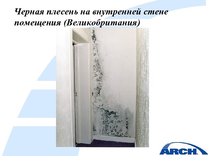 Черная плесень на внутренней стене помещения (Великобритания) 