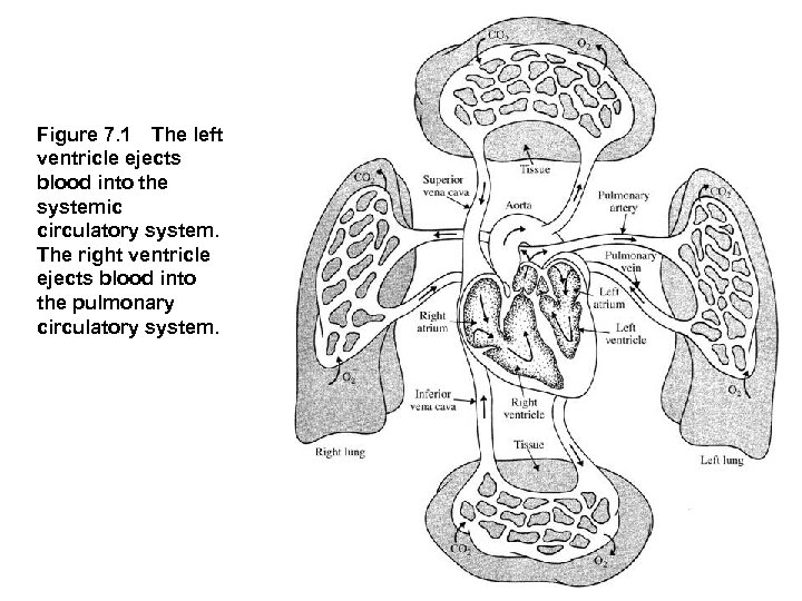 Figure 7. 1 The left ventricle ejects blood into the systemic circulatory system. The right