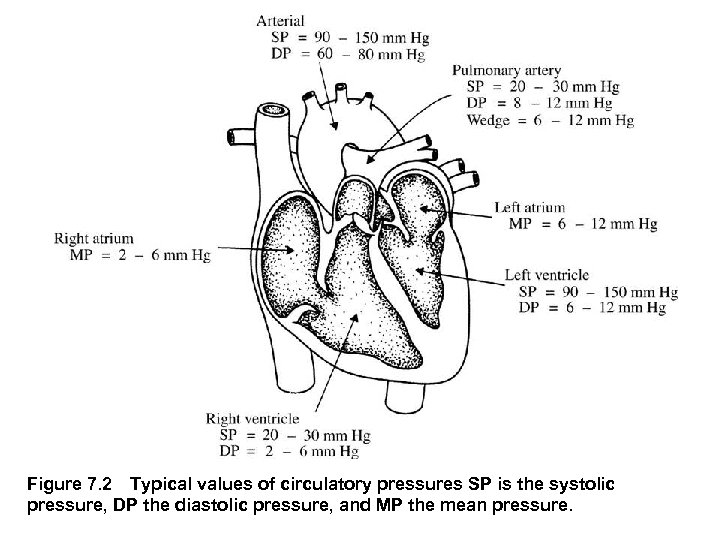 Figure 7. 2 Typical values of circulatory pressures SP is the systolic pressure, DP the