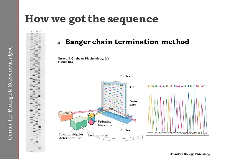 How we got the sequence Center for Biologisk Sekvensanalyse Sanger chain termination method 