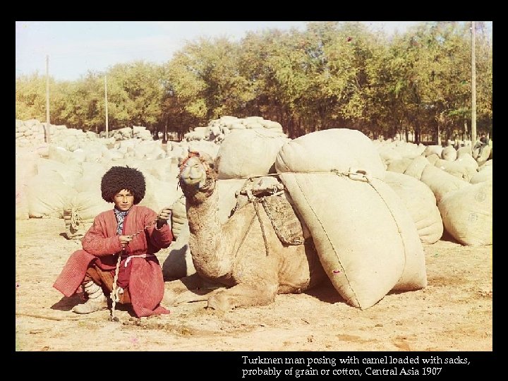 Turkmen man posing with camel loaded with sacks, probably of grain or cotton, Central