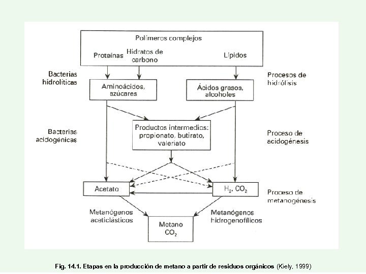 Fig. 14. 1. Etapas en la producción de metano a partir de residuos orgánicos