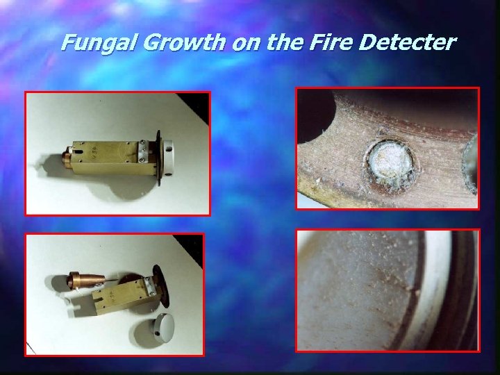 Fungal Growth on the Fire Detecter 