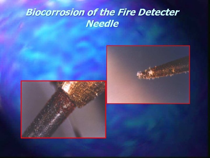 Biocorrosion of the Fire Detecter Needle 