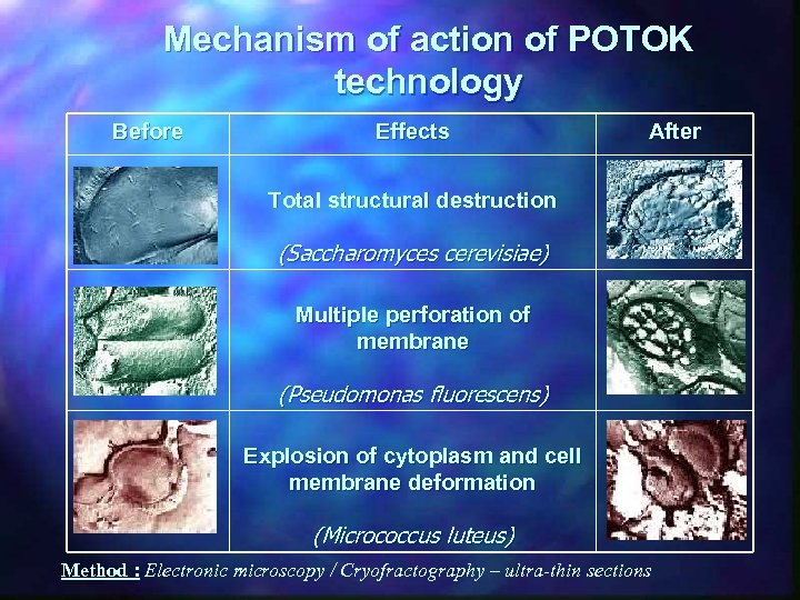 Mechanism of action of POTOK technology Before Effects After Total structural destruction (Saccharomyces cerevisiae)