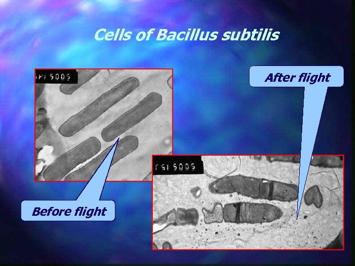 Cells of Bacillus subtilis After flight Before flight 