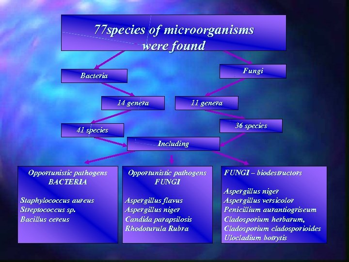 77 species of microorganisms were found Fungi Bacteria 14 genera 11 genera 36 species