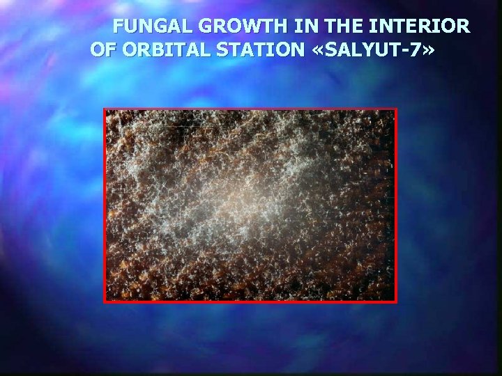 FUNGAL GROWTH IN THE INTERIOR OF ORBITAL STATION «SALYUT-7» 