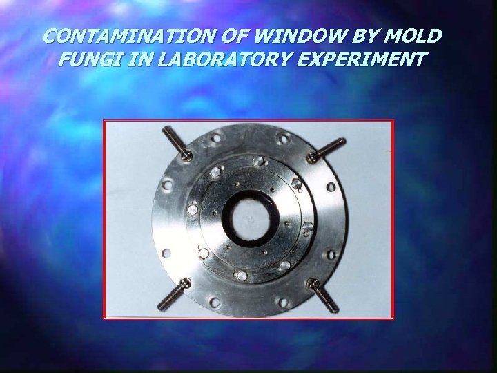 CONTAMINATION OF WINDOW BY MOLD FUNGI IN LABORATORY EXPERIMENT 