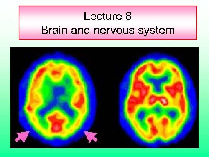 Lecture 8 Brain and nervous system 