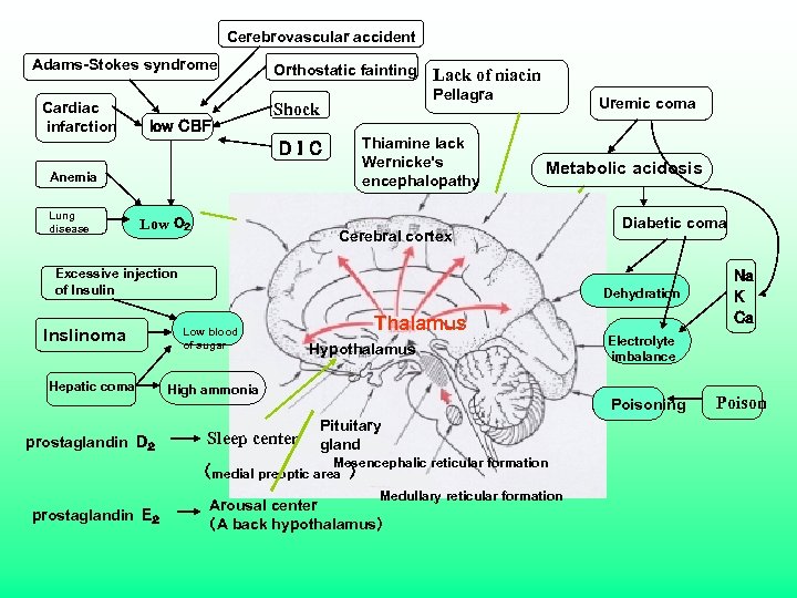 Cerebrovascular accident Adams-Stokes syndrome Cardiac infarction low CBF Orthostatic fainting Pellagra Shock Thiamine lack