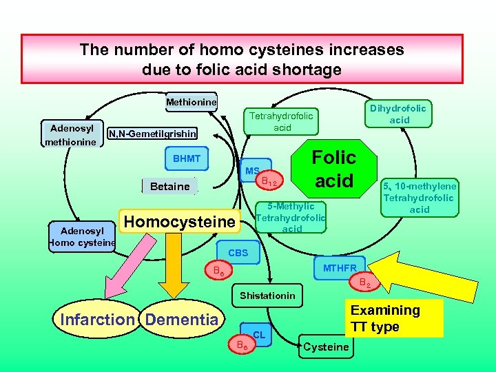 The number of homo cysteines increases due to folic acid shortage Methionine メチオニン Adenosyl