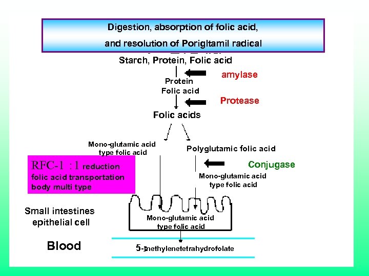Digestion, absorption of folic acid, and resolution of Porigltamil radical Starch, Protein, Folic acid
