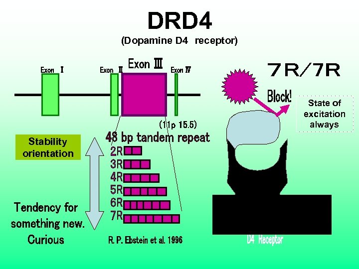 DRD 4 (Dopamine D 4　receptor) State of excitation always Stability orientation 