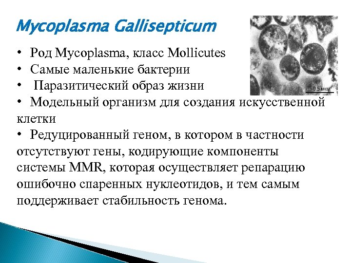 Mycoplasma Gallisepticum • Род Mycoplasma, класс Mollicutes • Самые маленькие бактерии • Паразитический образ