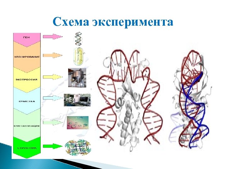 Схема эксперимента 