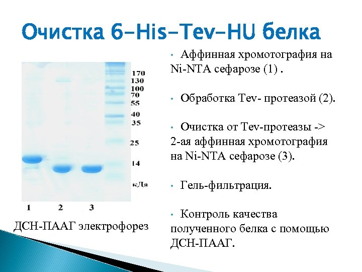 Очистка 6 -His-Tev-HU белка Аффинная хромотография на Ni-NTA cефарозе (1). • • Обработка Tev-