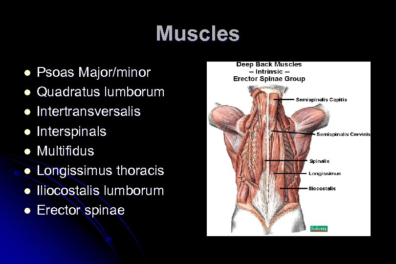 Muscles l l l l Psoas Major/minor Quadratus lumborum Intertransversalis Interspinals Multifidus Longissimus thoracis