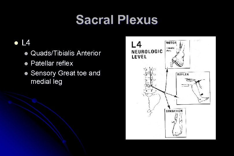Sacral Plexus l L 4 l l l Quads/Tibialis Anterior Patellar reflex Sensory Great