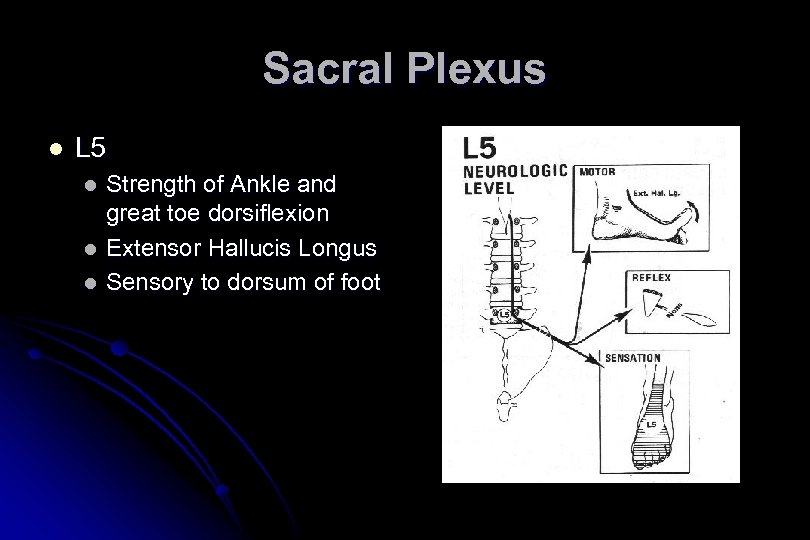 Sacral Plexus l L 5 l l l Strength of Ankle and great toe