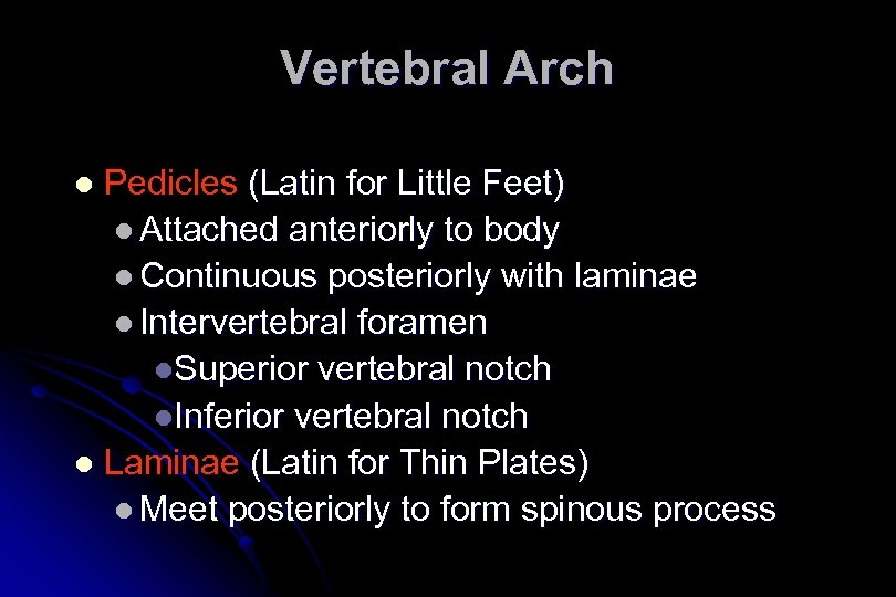 Vertebral Arch Pedicles (Latin for Little Feet) l Attached anteriorly to body l Continuous