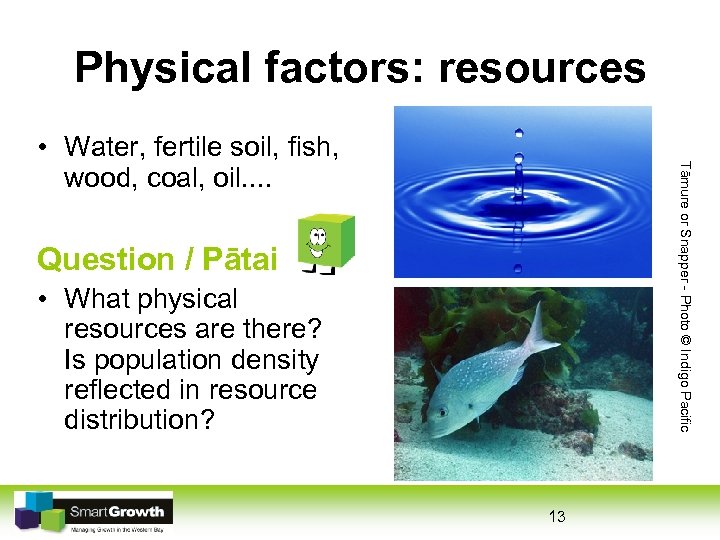 Physical factors: resources Tāmure or Snapper - Photo © Indigo Pacific • Water, fertile