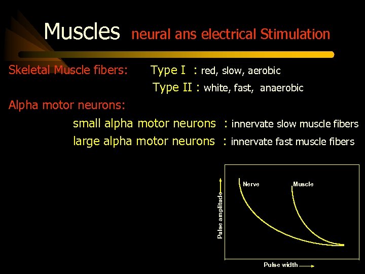 Muscles Skeletal Muscle fibers: neural ans electrical Stimulation Type I : red, slow, aerobic
