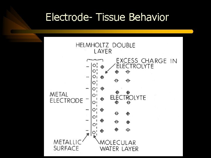 Electrode- Tissue Behavior 
