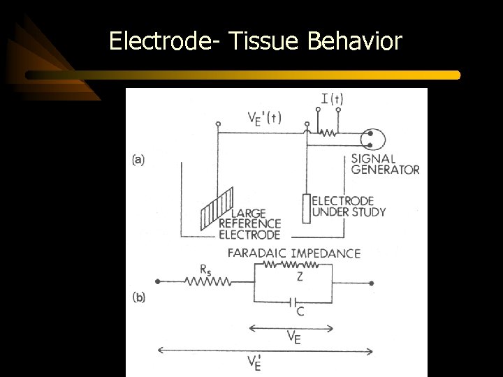 Electrode- Tissue Behavior 