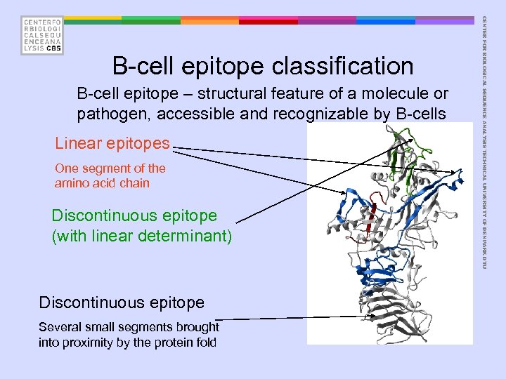 B-cell epitope – structural feature of a molecule or pathogen, accessible and recognizable by