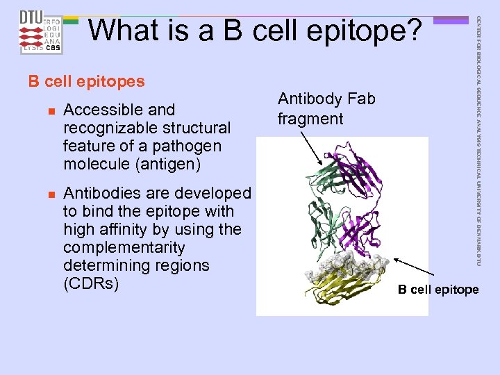 B cell epitopes n n Accessible and recognizable structural feature of a pathogen molecule