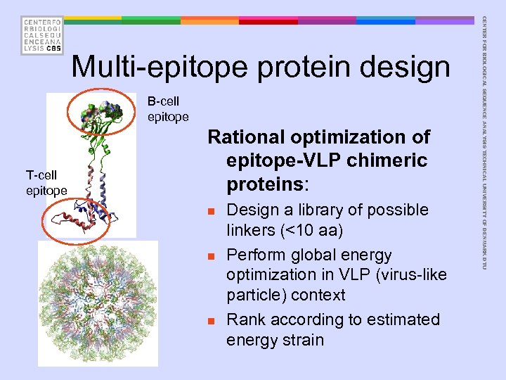 B-cell epitope T-cell epitope Rational optimization of epitope-VLP chimeric proteins: n n n Design