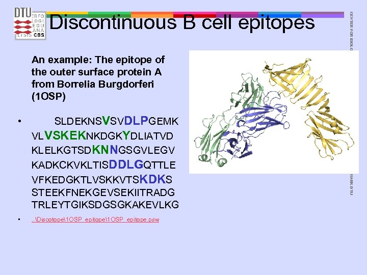 An example: The epitope of the outer surface protein A from Borrelia Burgdorferi (1