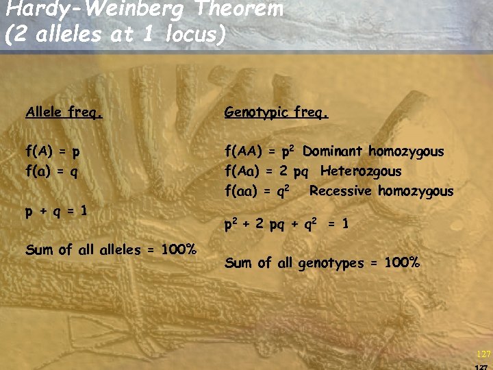 Hardy-Weinberg Theorem (2 alleles at 1 locus) Allele freq. Genotypic freq. f(A) = p