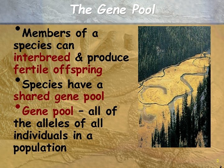 The Gene Pool • Members of a species can interbreed & produce fertile offspring