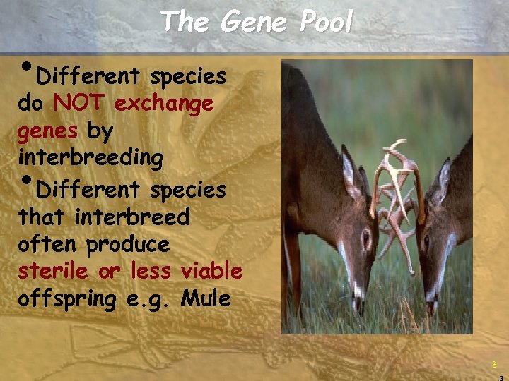 The Gene Pool • Different species do NOT exchange genes by interbreeding Different species