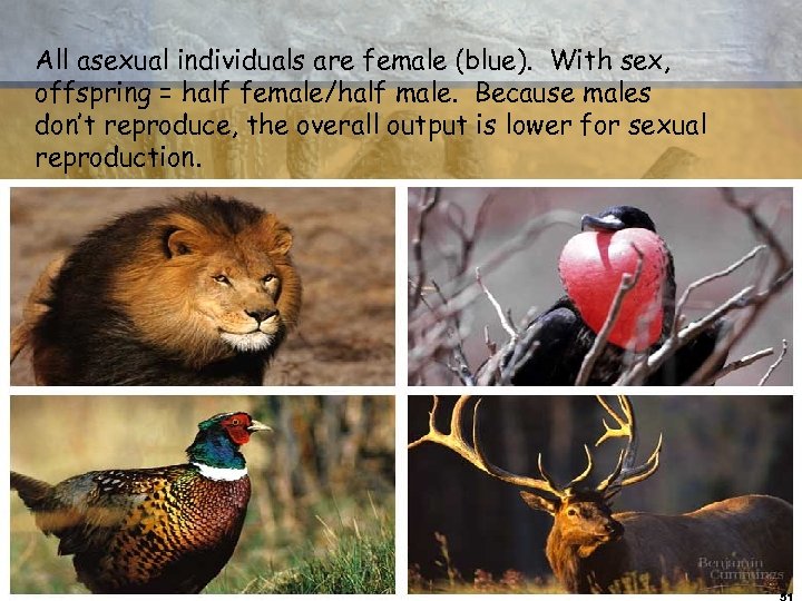 All asexual individuals are female (blue). With sex, offspring = half female/half male. Because